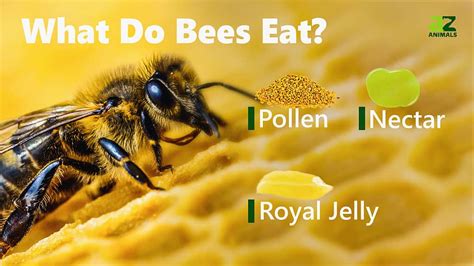 What do bees eat. Things To Know About What do bees eat. 